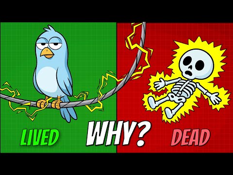 Power Lines Kill Humans, Why Not Birds