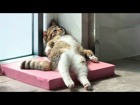 When God Gifts You a Comedian Cat 😂 Funny Cat Videos 2026