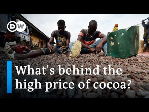 Soaring cocoa prices: Blessing or curse for African farmers? | DW News