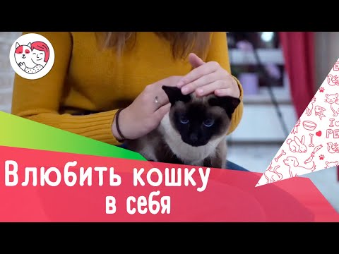 Как влюбить в себя кошку: 5 лайфхаков