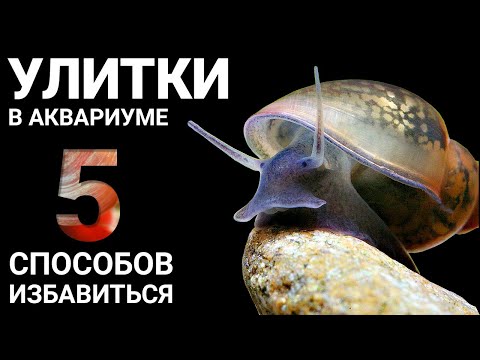 Snails in an Aquarium: 5 Ways to Get Rid of Snails in an Aquarium