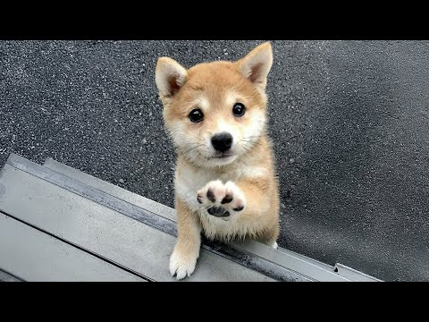 Try Not to Laugh! Hilarious Dogs & The Cutest Puppies Videos of the Year 😂🐕