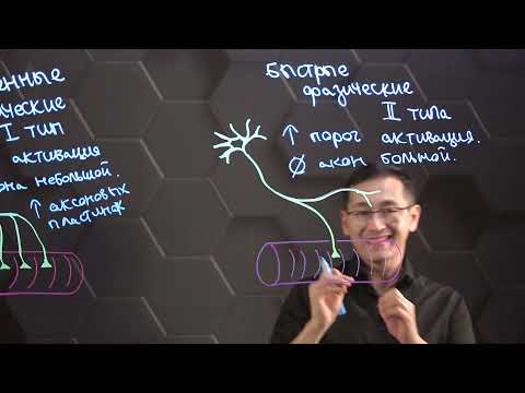 Строение, локализация и общие свойства быстрых и медленных мышечных волокон. 10 класс.