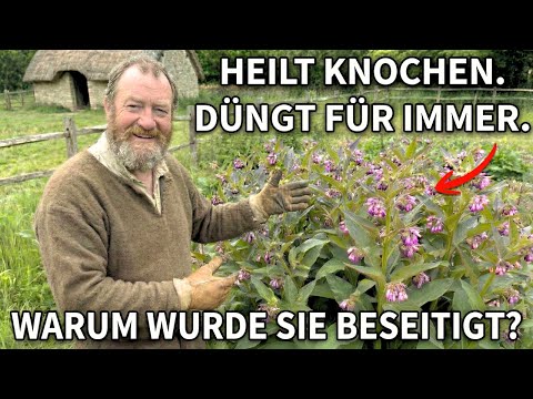 Diese Mittelalterliche Pflanze Heilte Knochen, Warum Wurde Sie Beseitigt?