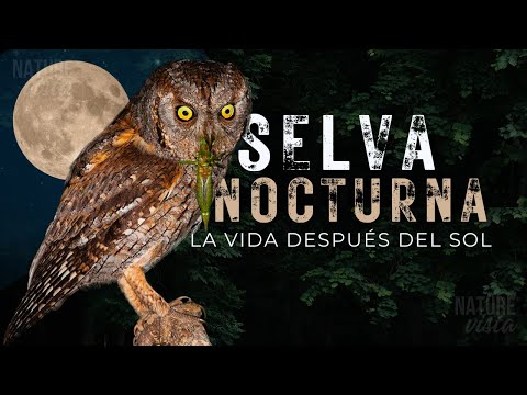 SELVA NOCTURNA | Secretos de un Mundo Oculto - Documental Completo