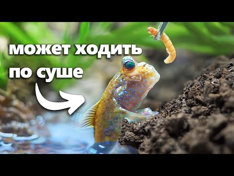 Я Завёл Питомца Ходящую Рыбу (буквально)