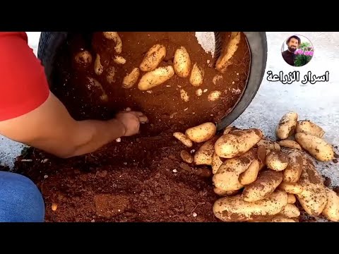 شب سوري يبدع في زراعة البطاطا