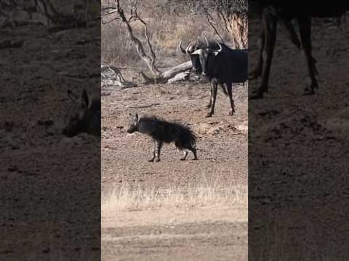 Hair Raising Brown Hyena Interaction with Wildebeest