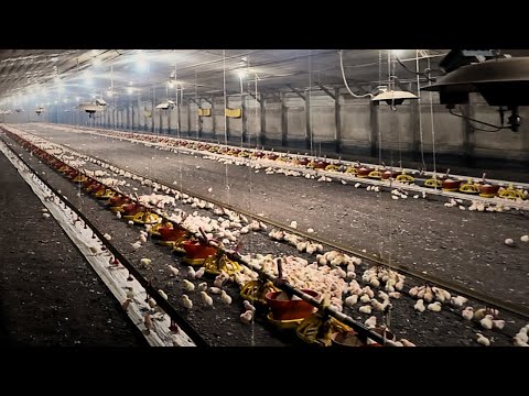 Heading Into The Weekend With A New Flock of Chickens!