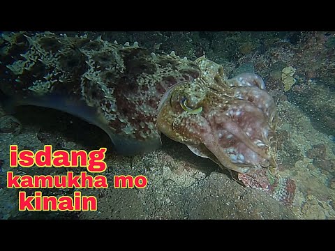 ep639 isdang kamukha mo kinain ng kulambutan