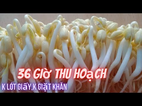 Plump, white bean sprouts with few roots, can be made into baskets and harvested in 36 hours (1.5...