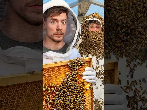 I Buried My Friend Alive In Bees