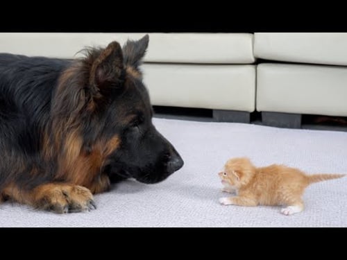 German Shepherd's Heartwarming Reaction When First Meeting Abandoned Kitten