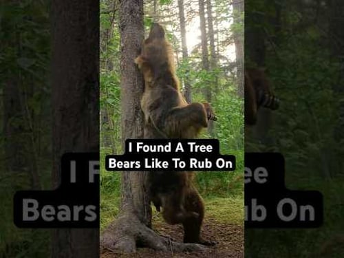 Bears use rub trees to leave their scent behind for other bears. #wildlife #nature
