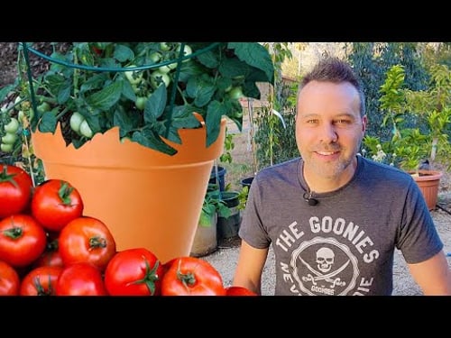 How to Grow TOMATOES in a CONTAINER or Pot