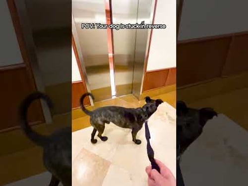 My Dog Will Only Go Through Doors Backwards....