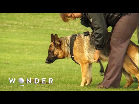 World's Most Powerful Nose: SAR Dogs Hunting The Human Scent Cone