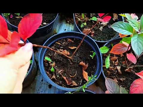 Гортензии из кассет подросли за сезон. Как будут зимовать гортензии. Осенняя обработка гортензии