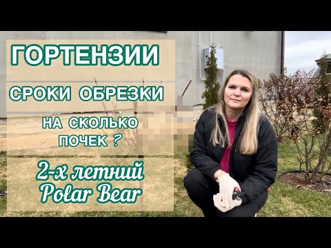 КАК И КОГДА ОБРЕЗАТЬ ГОРТЕНЗИЮ ВЕСНОЙ. Обрезка ПОЛАР БИР