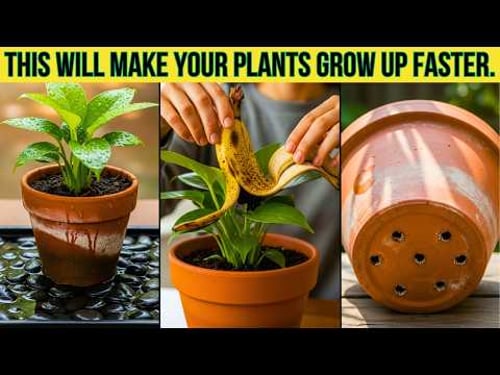 5 Secrets to Growing Indoor Plants Very Fast and Easy