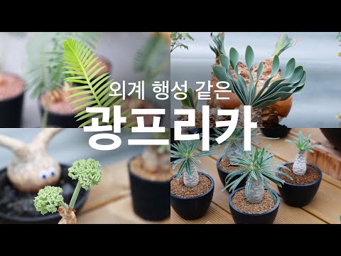 광주 광역시에 있는 희귀 아프리카 코덱스 농원 광프리카 방문기 ㅣ 초 상세 리뷰 l 온세상 모든 다육이 리뷰 ㅣ 키우기 쉬운 입문용 식물 추천