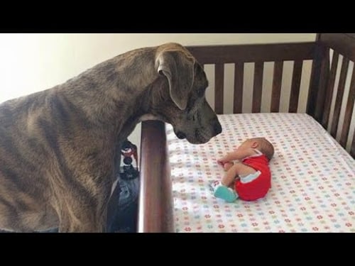 Adorable Dogs Protecting Babies Like Their Own Puppies | Dog and Baby Videos