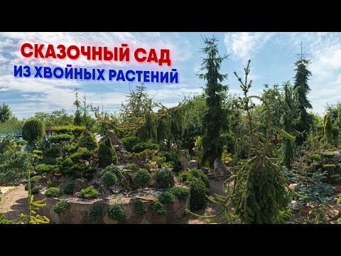 Сказочный сад из хвойныых растений
