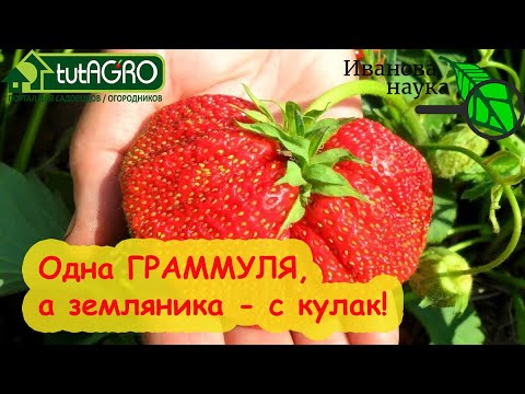 ПОДКОРМКА ЗЕМЛЯНИКИ НА РАЗМЕР и СЛАДОСТЬ. Схема простой подкормки, которая творит ЧУДЕСА!