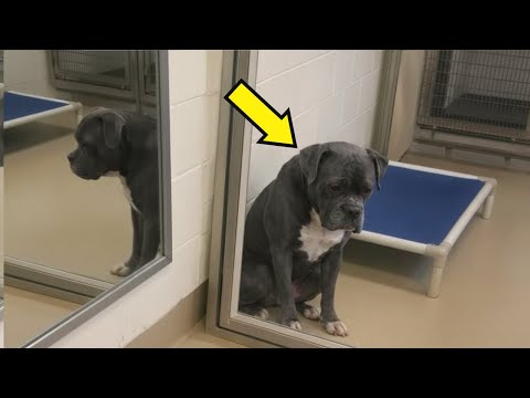 I WENT TO ADOPT A HUSKY — THEN I SAW THIS PIT BULL AT THE SHELTER