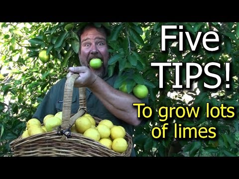 5 Tips How to Grow a Ton of Limes on One Tree - Totally Organic!