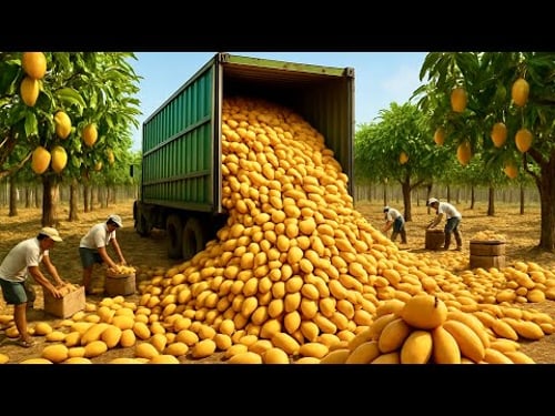 How To Grow Mango 🥭, Harvesting and Processing of Mangoes This Way !