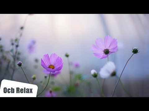 3 Hours of Relaxing Music - Piano Music for Stress Relief, Sleep Music, Meditation Music (Yasu)