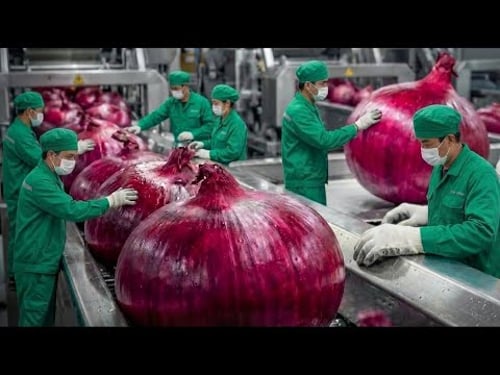 Inside the Giant Onion Powder Factory – Full Process How Premium Spices Are Made