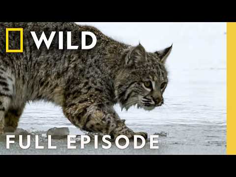 Wildlife Below Zero (Full Episode) | SPECIAL | Nat Geo Animals