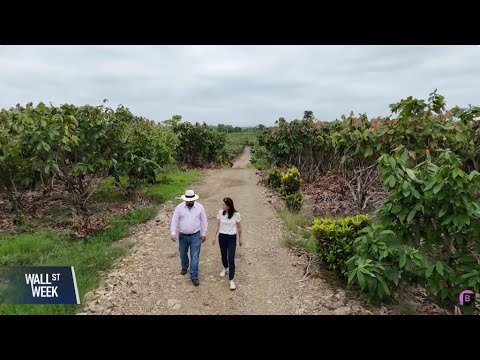 Ecuador’s Cocoa Boom Shows How Climate Change Is Redrawing Agriculture