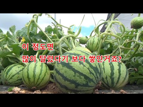 How to plant apple watermelons in April and harvest 30 per plant
