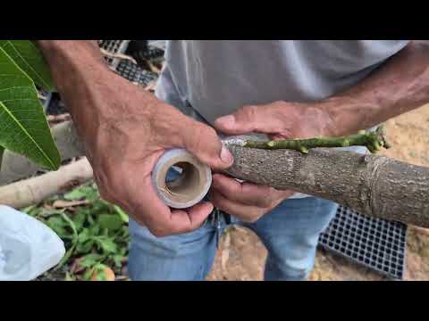 How to graft a large mango tree