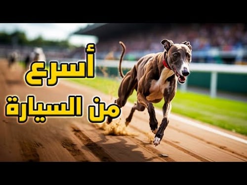 الكلاب الأسرع في العالم – أرقام خرافية وحقائق مذهلة!