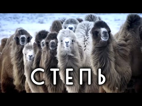Почему в степи не растет лес? Животные и растения степи