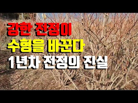1년차 블루베리 “강전정이 수형을 바꾼다! / 1년차 블루베리 전정은 “정아 우세성 제어가 핵심이다 / 주축지 확보를 위한 비책