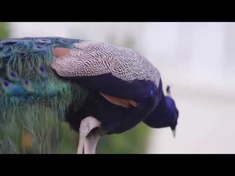 太美了 👍 台語懷念音樂 高音質!超立體動向音樂 🎶超級環繞音樂 懷念音樂演奏 杜比環繞音效錄製 電子琴老歌輕音樂 放鬆解壓