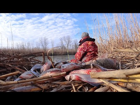 УДАЧНО ПОПАЛ. КАРАСЬ СО СКОВОРОДУ ЗИМОЙ, ГУСТЕРА ОДНА ЗА ОДНОЙ. Рыбалка на белую рыбу в новом году
