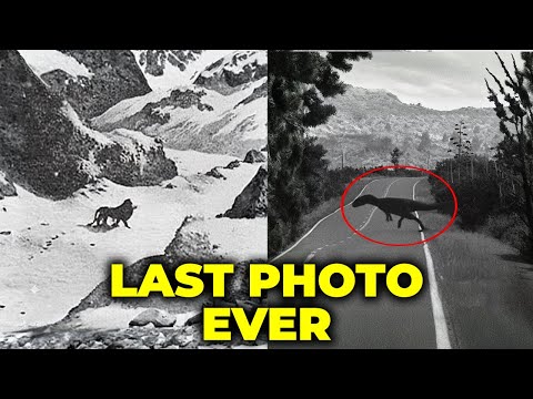10 Last Photos of Animals We Will NEVER See Again - The Stories Are Devastating