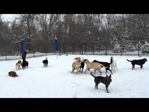 Big Dog Play 3/3/15