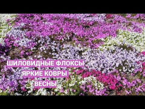 Шиловидные флоксы и все о них. Посадка, уход, подкормка