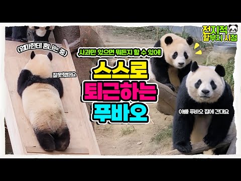 (SUB) Am I the weak panda? I have never been.. Aibao and Fubao's fierce battle!│Everland Panda Fubao