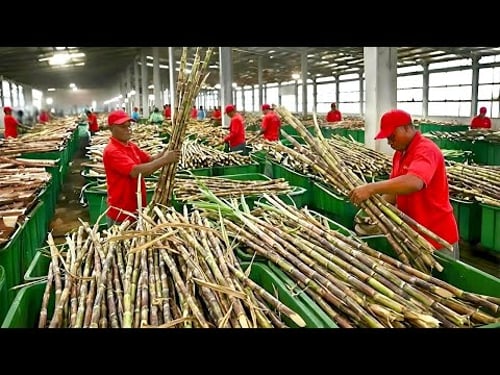 How Sugar Is Made in a Giant Cane Sugar Factory | From Fresh Sugarcane to Shiny Crystal Sugar