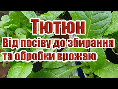 Тютюн.Від посіву до збирання врожаю.Ознаки зрілості листя тютюну.Особливості сушіння та ферментації