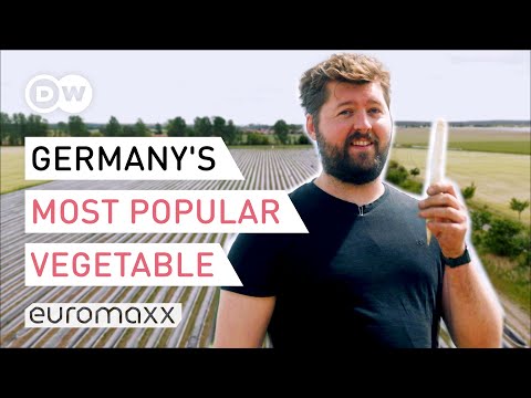 Why Are Germans So Crazy About White Asparagus? Going Asparagus Harvesting To Find Out