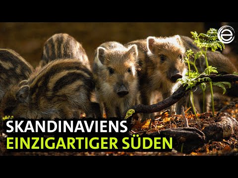 Wildes Skandinavien - Dänemark | Erlebnis Erde